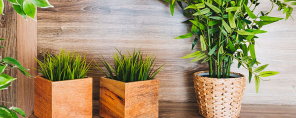 plantes artificielles